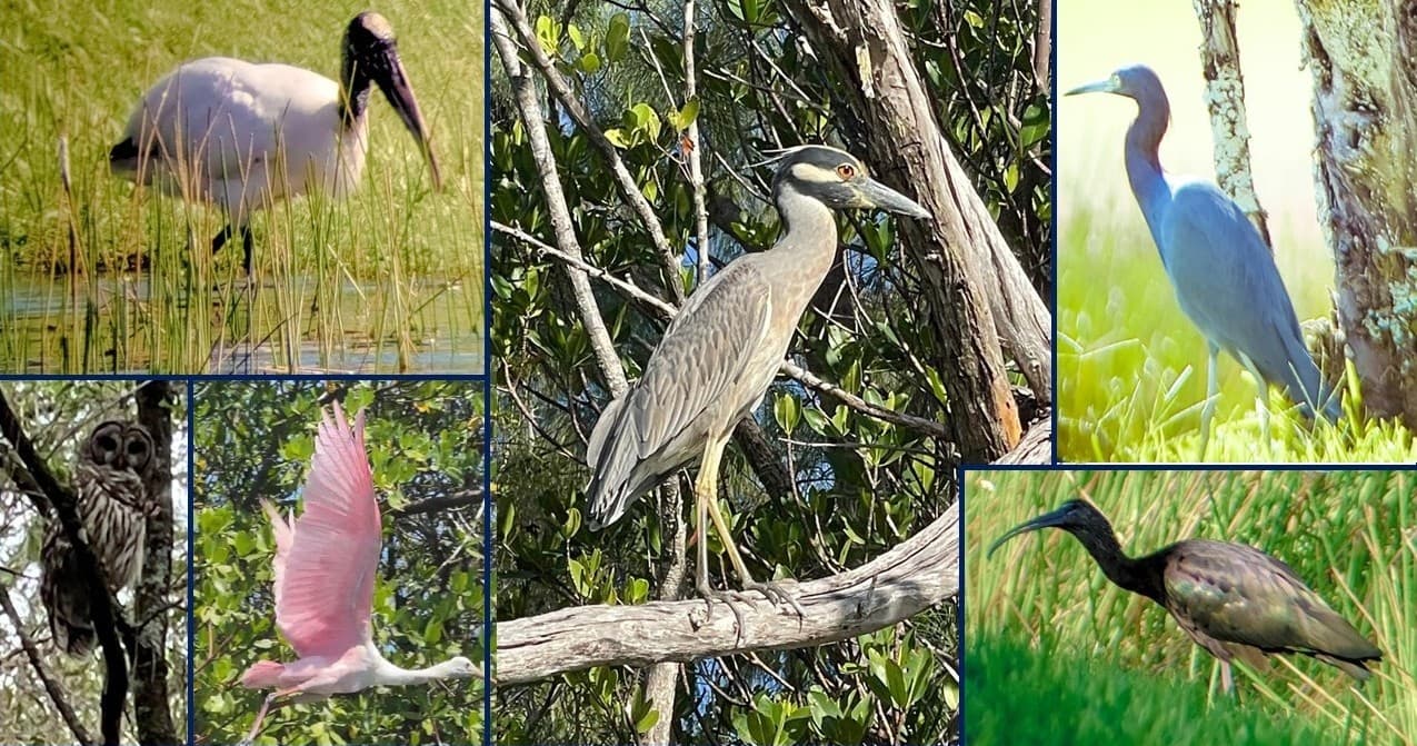 Wading herons and ibises in mangroves showcasing shorebird habitat