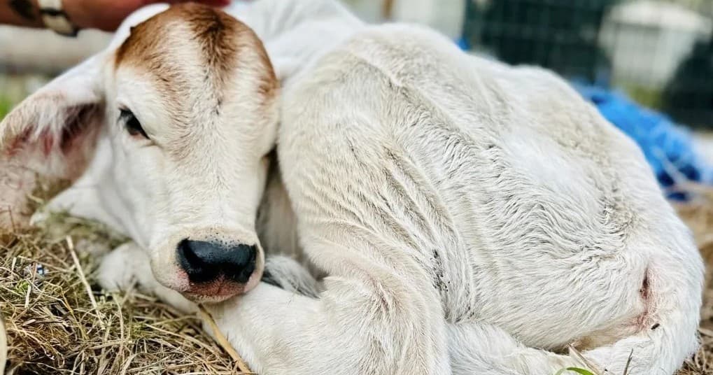 Farm Animal Encounters at Turquoise Acres Ranch