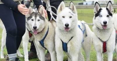 Husky Tour Adventures with Timberline Racing Huskies NZ