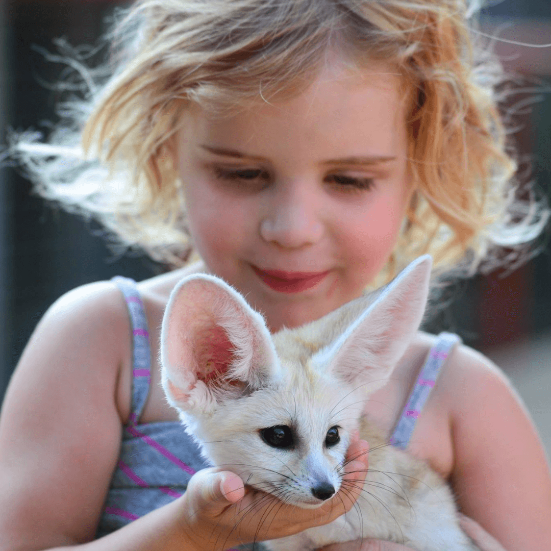 Fennec Fox Private Animal Encounter in New Braunfels, TX