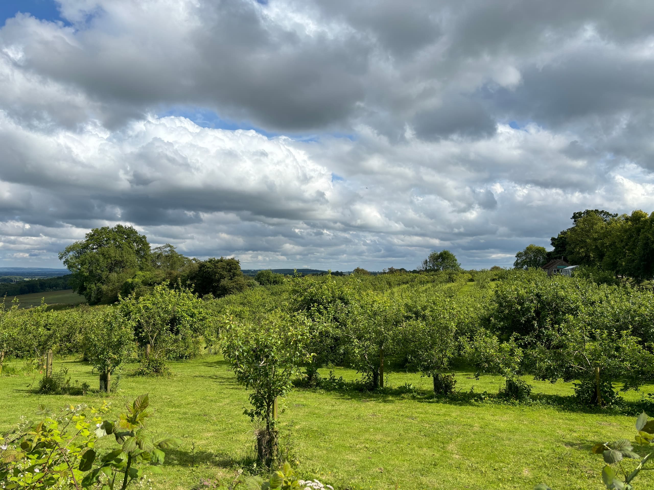 Apple Picking at Ampleforth Abbey's Historic Orchard