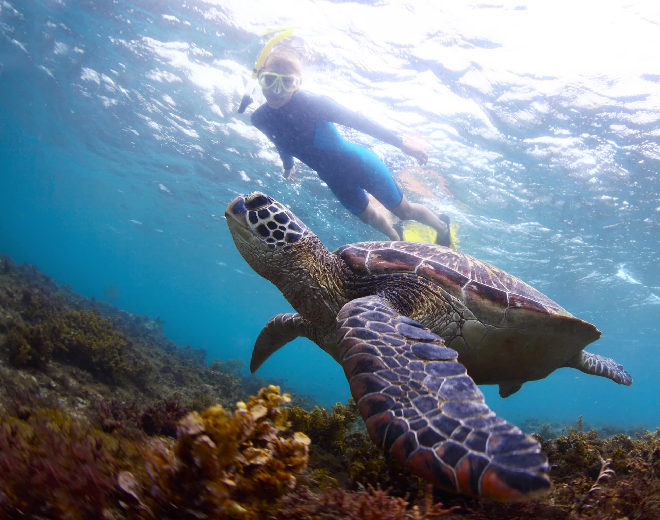 Snorkeling with Turtles in San Juan by Endless Adventure