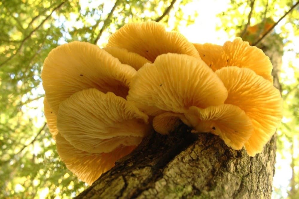 Beginner Mushroom Foraging Adventure in Eagle River, WI