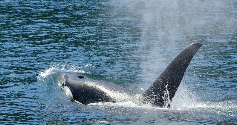 Whale tail fluke surfacing in open ocean near Campbell River
