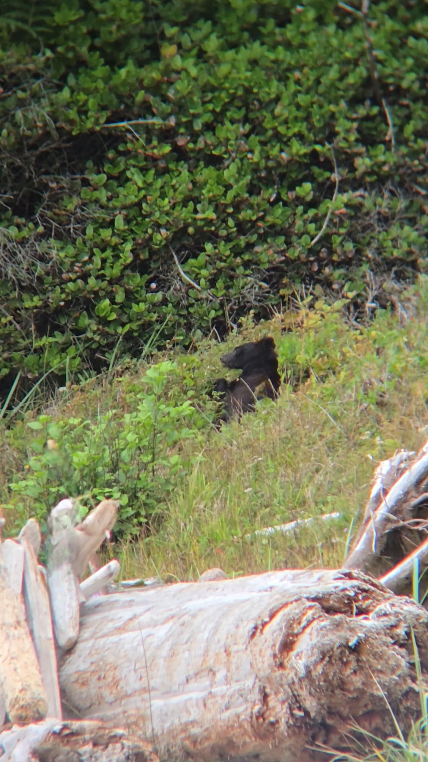 Vancouver Island 6-Day Adventure: Whales, Giant Trees & Rainforest Lodges photo 1