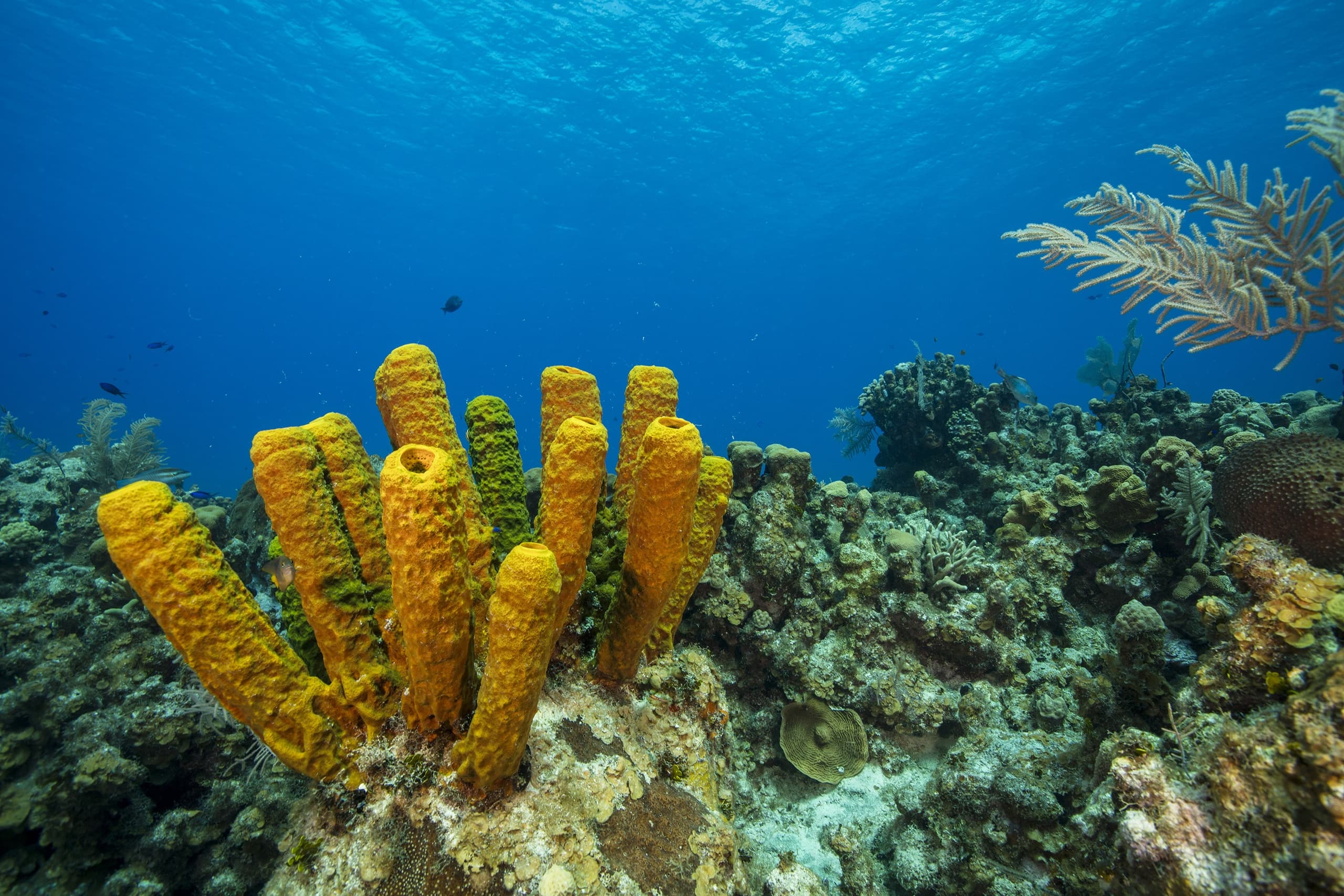 Ten-Dive Intensive: 5 Trips | 10 Dives from Key Largo Reefs photo 4