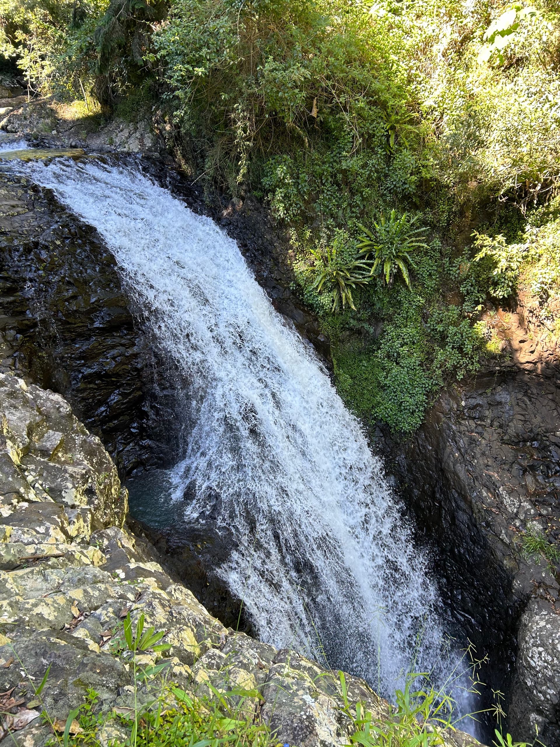 Springbrook & Natural Bridge: Rainforest Waterfalls Day Tour from Gold Coast