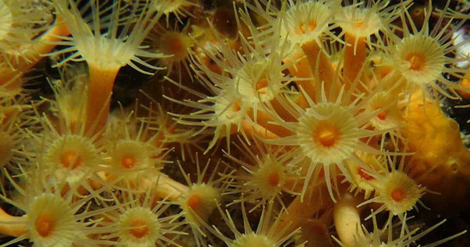 Marine Snorkeling with OutBe in Paraggi Bay