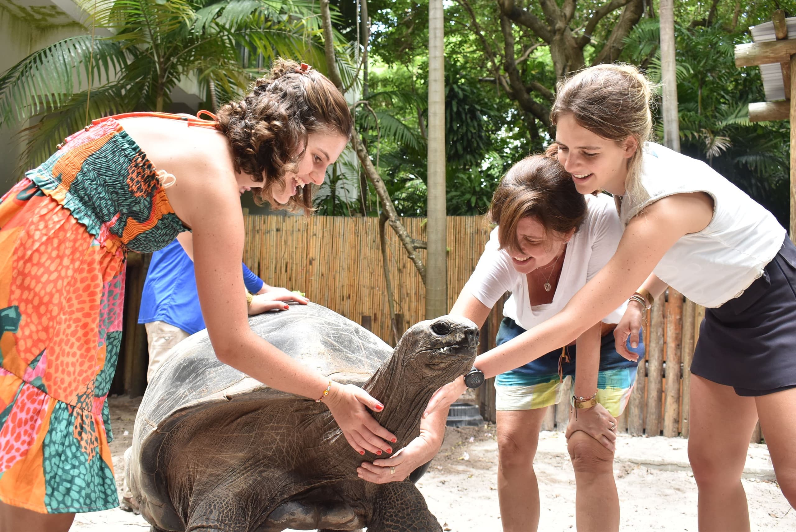 Experience the Ancient Giant Tortoise Encounter in Miami’s Jungle Island
