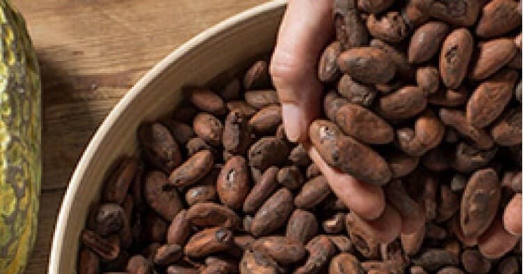 Cava & Chocolate Tour | Barcelona Cava & Cocoa Bean Experience