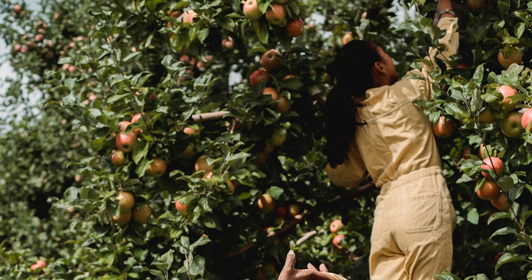 Apple Picking at Prospect Hill Orchards in Milton, NY