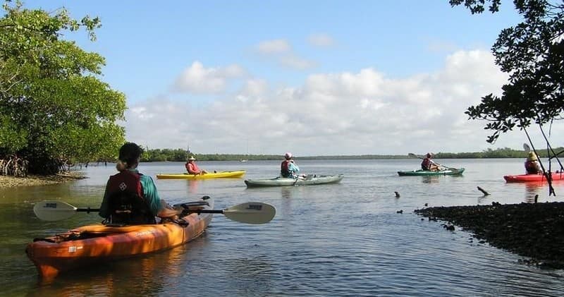 Explore the Heart of Rookery Bay: A Guided Kayak Adventure in Naples, Florida