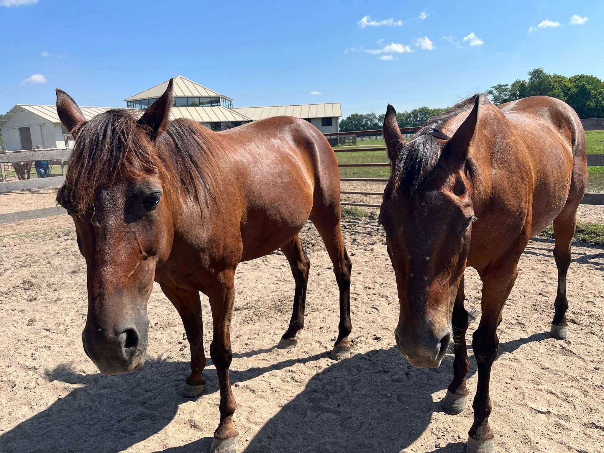 Horsing Around: One-Hour Off-Trail Horse Experience in Noblesville, Indiana