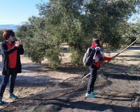 Inside Jaén's Olive Oil Mills: Private Tasting & Mill Tour in Begíjar