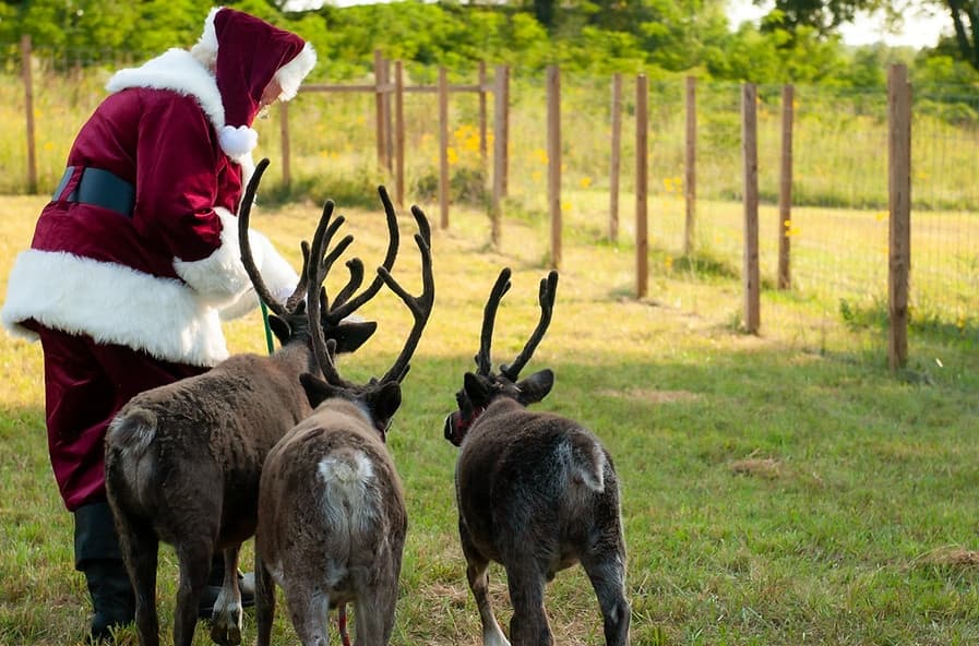 Meet Santa's Reindeer: Kansas City Reindeer Farm Experience in Odessa, Missouri