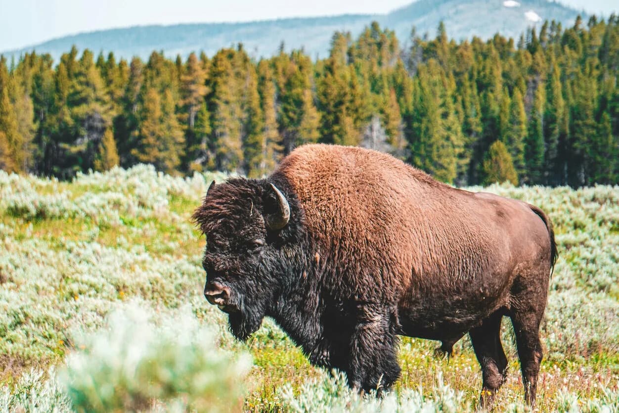 Dusk Drives and Elk: Evening Wildlife & Landscapes Tour in Gallatin Gateway photo 1
