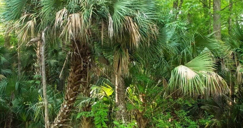 Historical & Nature Tour with Captain Robs Excursions in Silver Springs