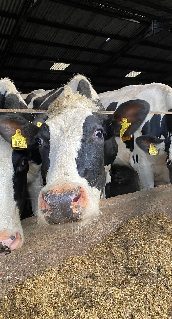 Farm & Milk Experience at Hillhead of Covington