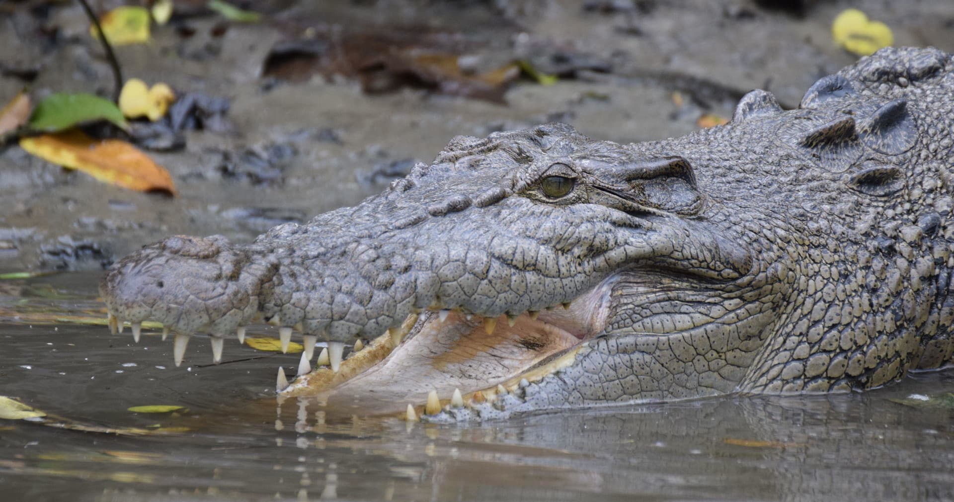 Wildlife River Cruise at Daintree River Cruise Centre
