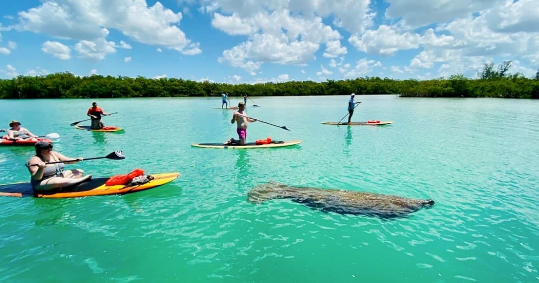 Paddlers exploring crystal-clear turquoise water encountering manatee