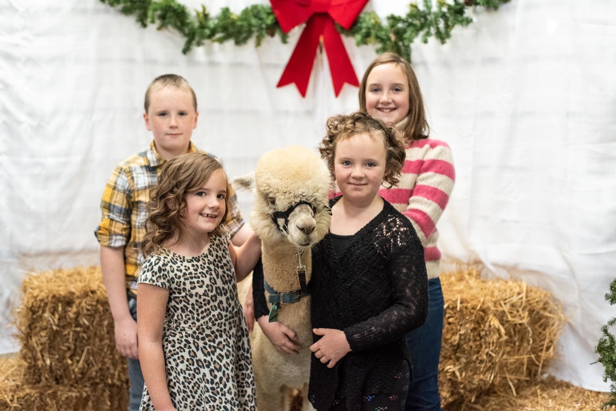 Children posing with alpaca in festive barn photo setup