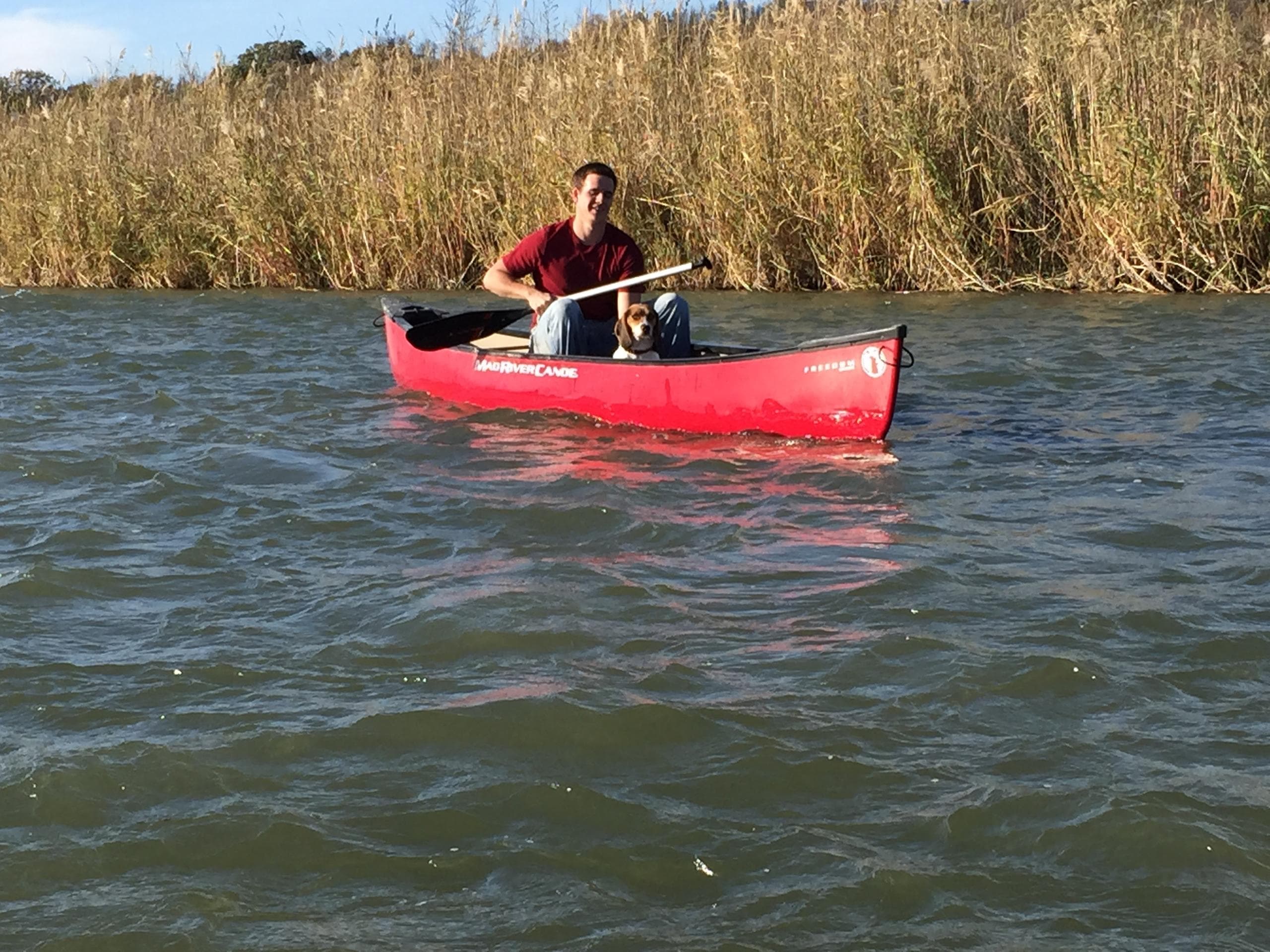 Solo canoe paddler on calm river near reed-lined banks