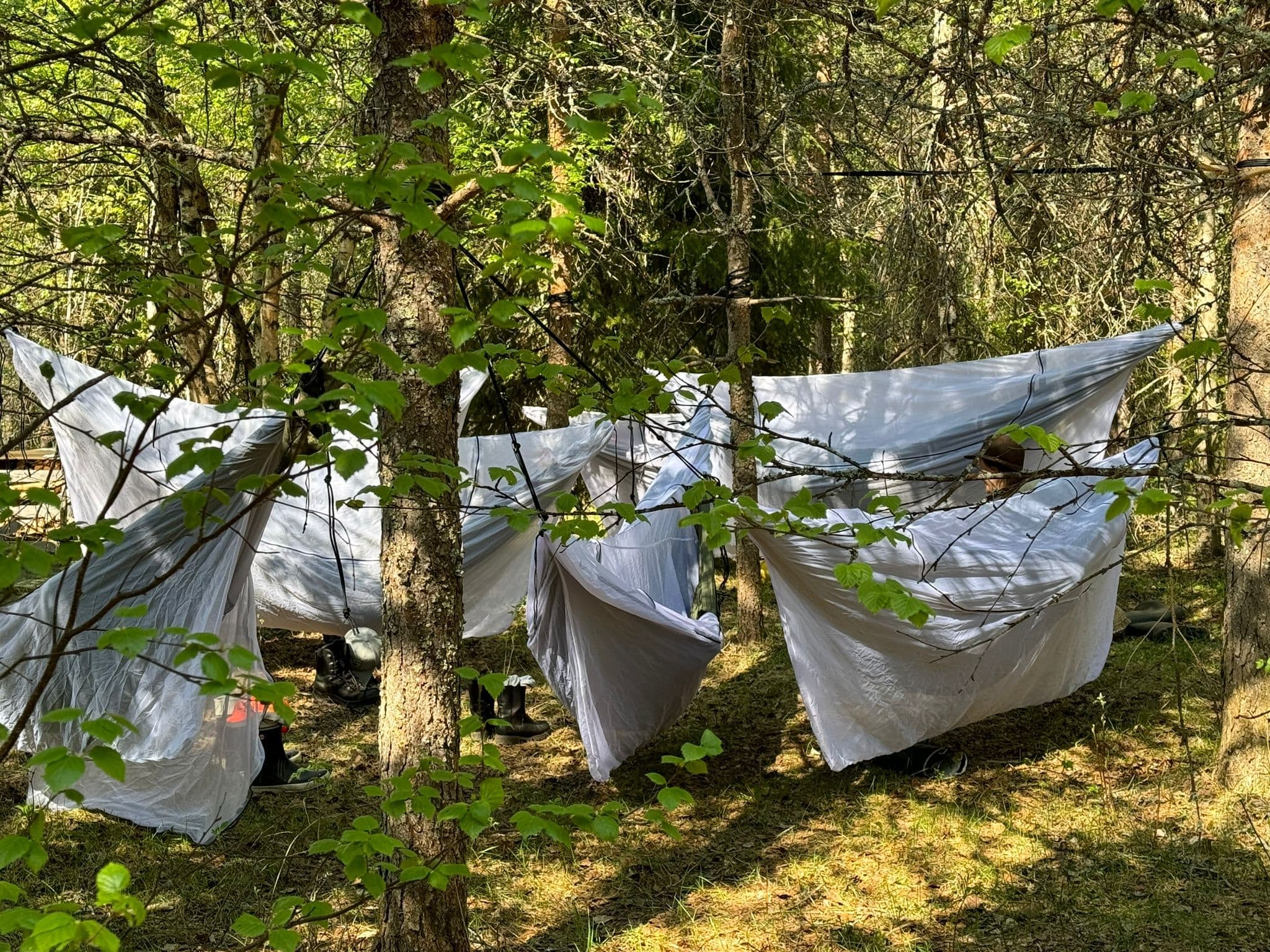 Multiple hammocks and tarps hung among forest trees at campsite