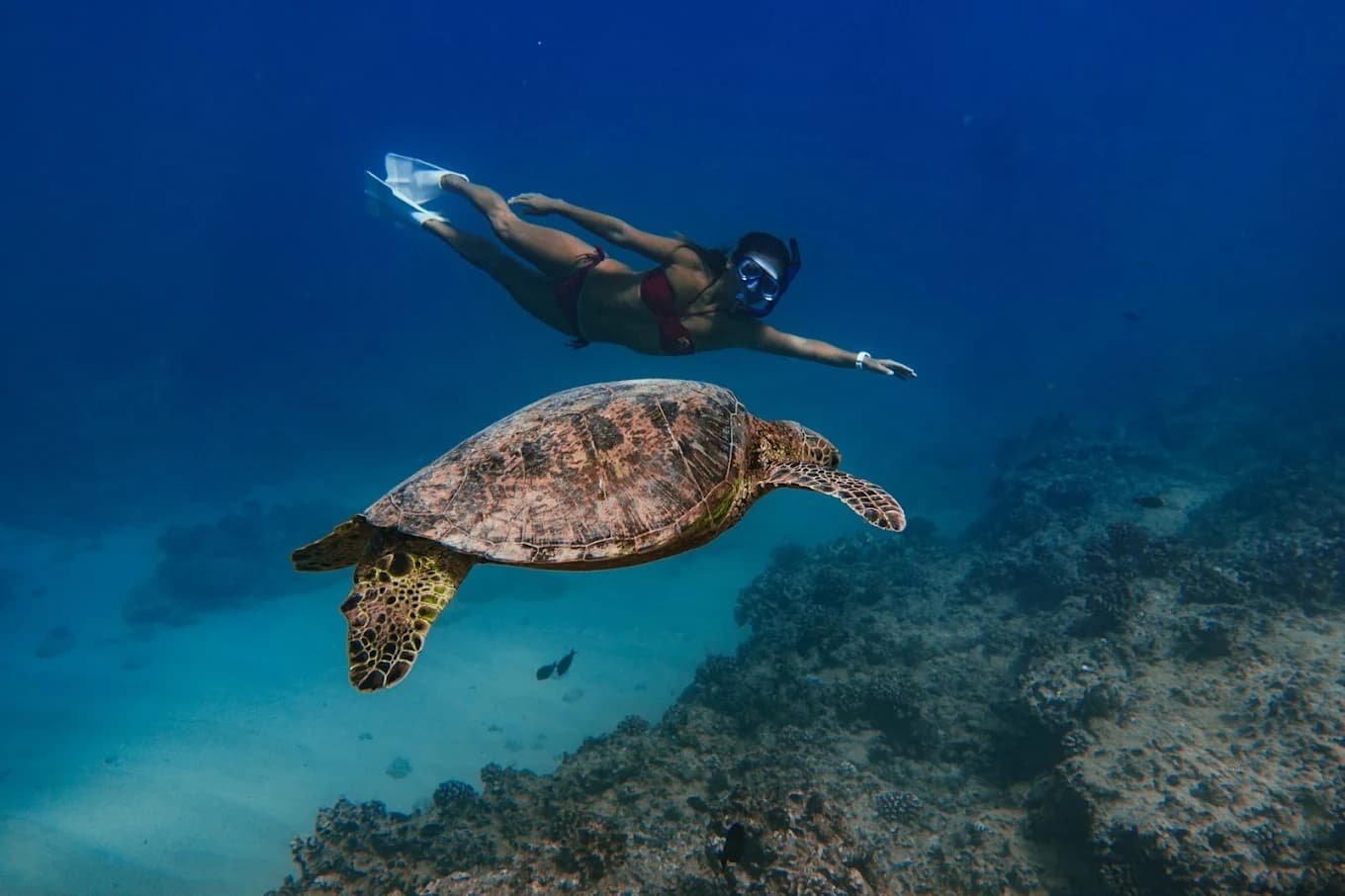 Snorkel with Hawaiian Green Sea Turtles at Waikiki's Turtle Canyon photo 1