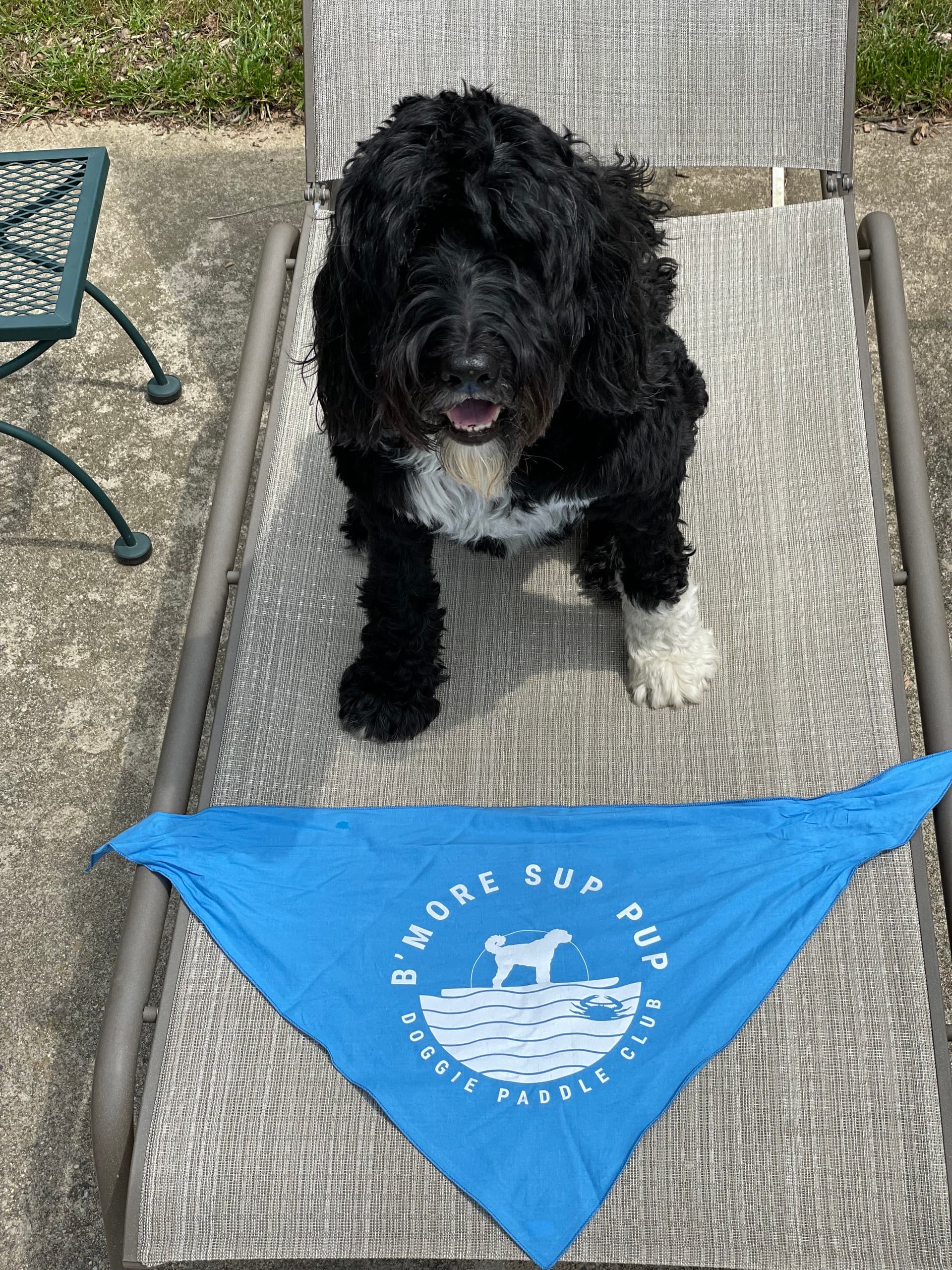 Doggie Paddle: Paddleboarding with Your Pup in Essex, MD
