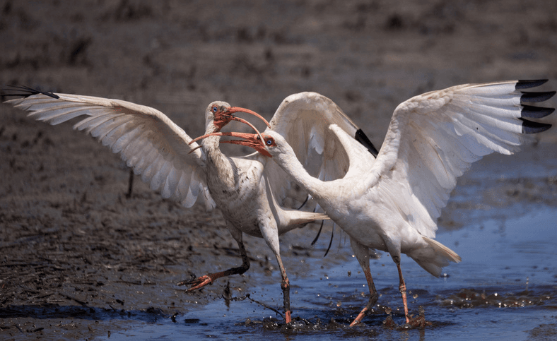 Birding at Huntington Beach State Park, South Carolina