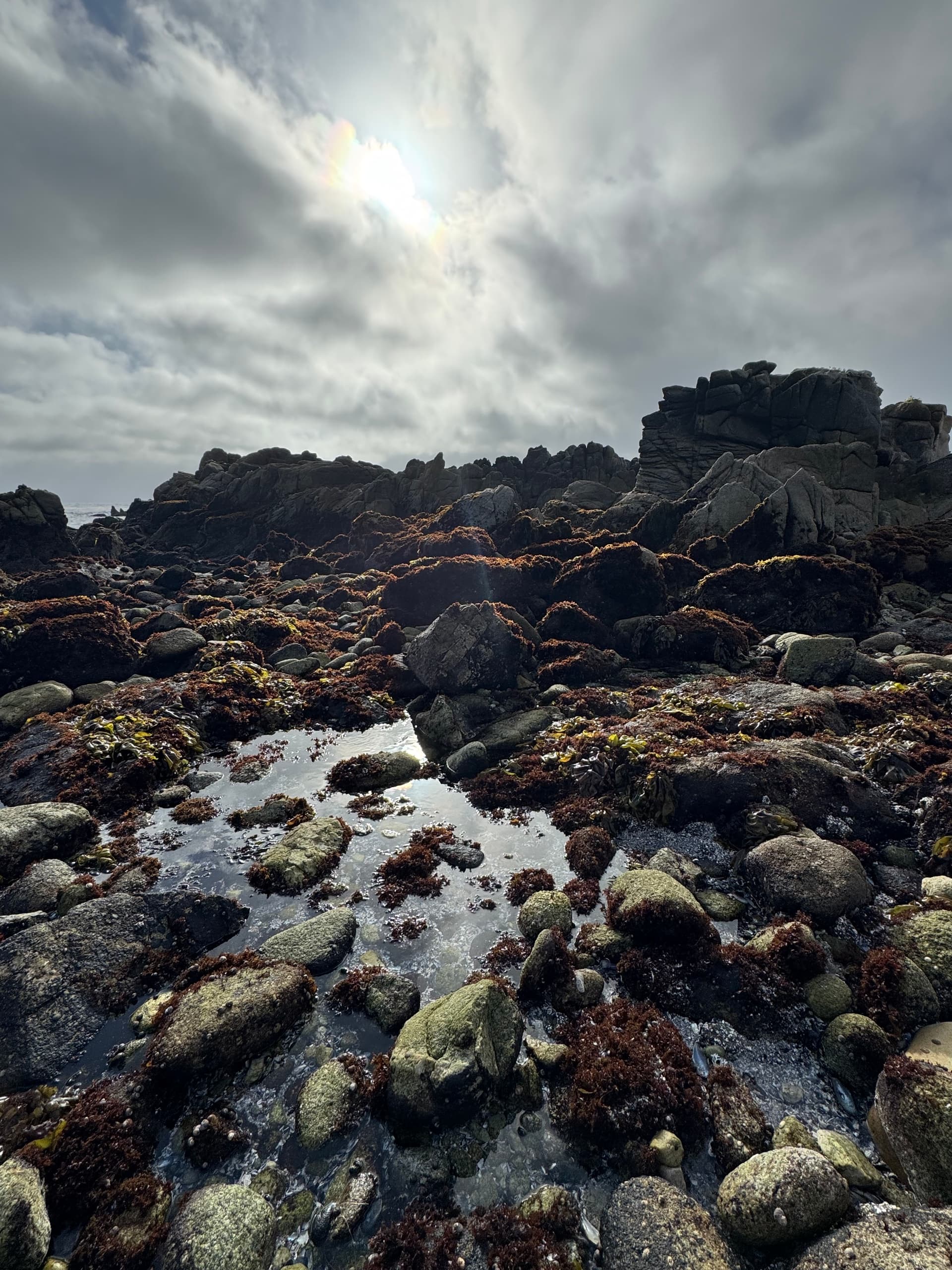 Explore Tide Pool Wonders in Pacific Grove, California