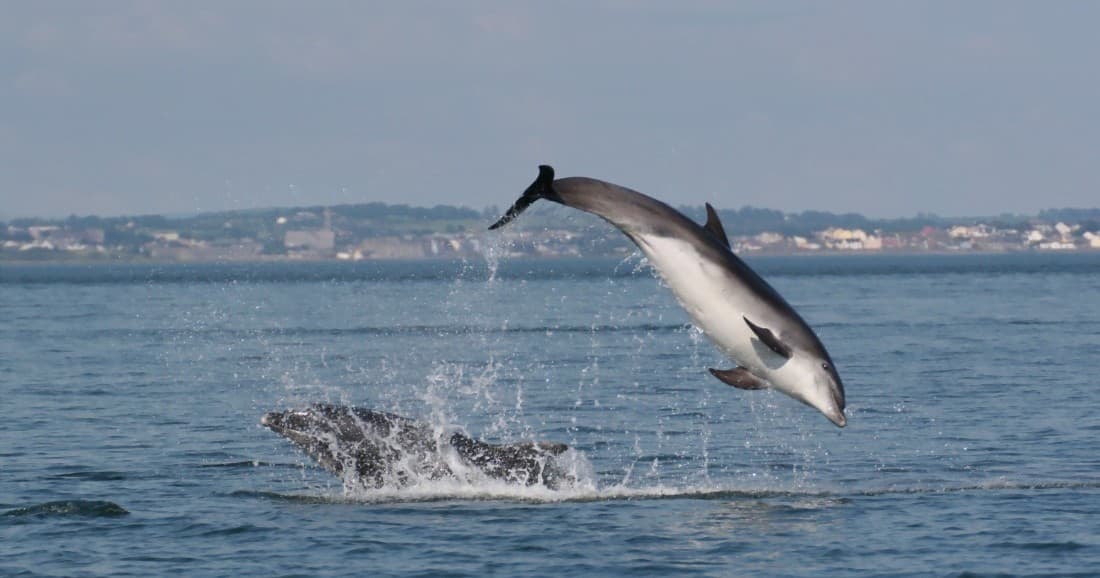 Dolphin leaping above coastal ocean during marine wildlife tour