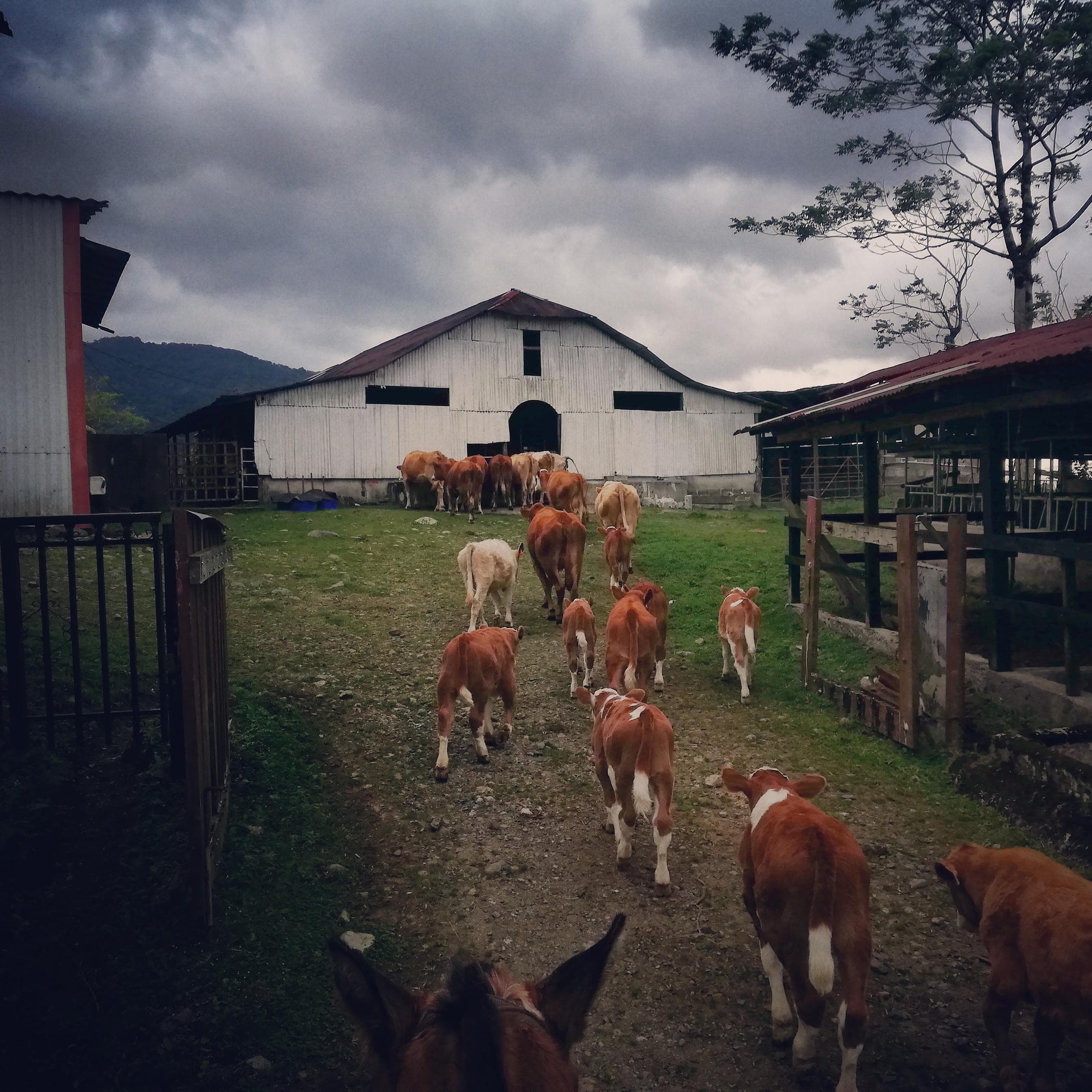 Cattle herd walking toward rustic barn on cloudy farm road
