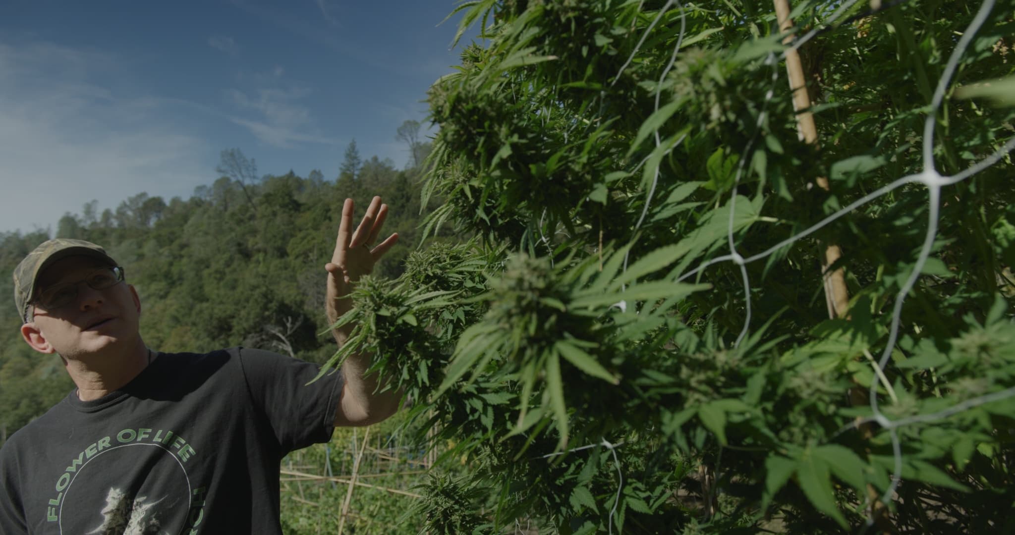 Guide inspecting tall outdoor cannabis plants on Mendocino farm tour