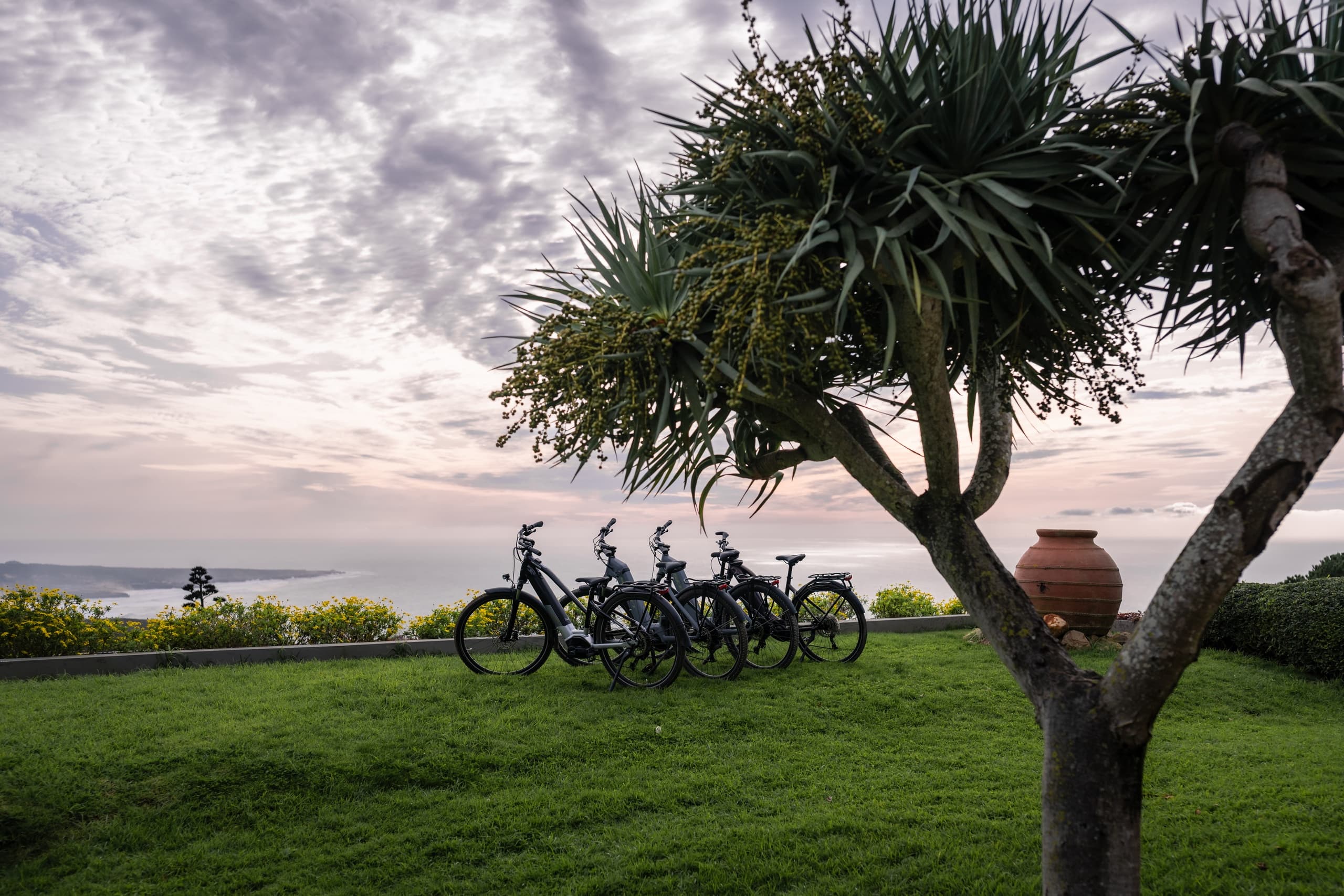 Electric bikes parked under tree with ocean view at dusk