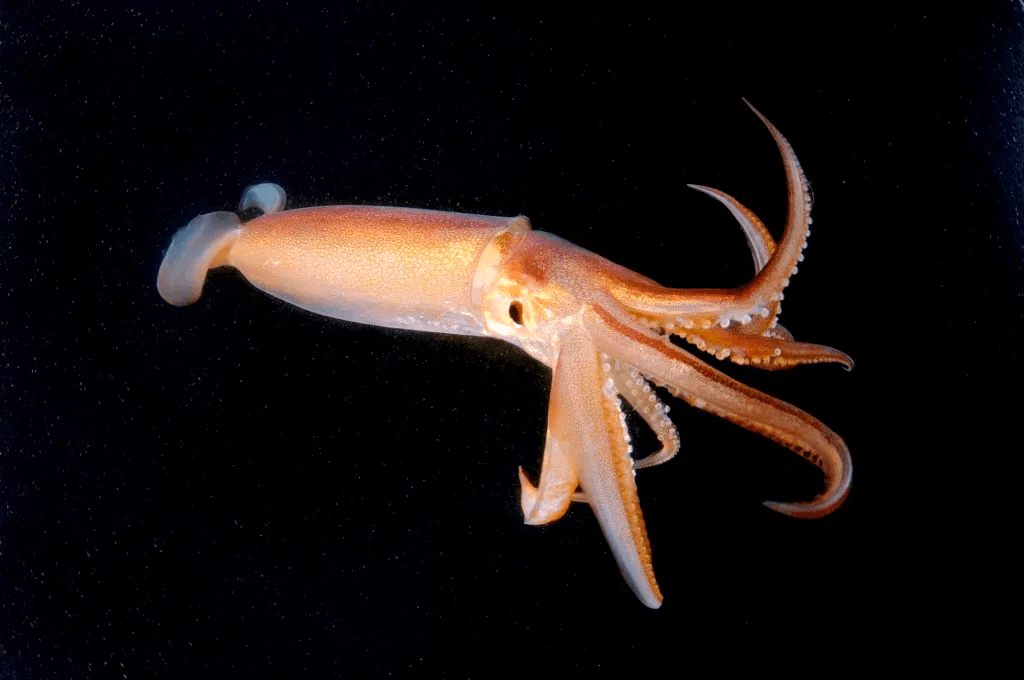 Inside Tampa Bay Watch’s Hands-On Squid Dissection