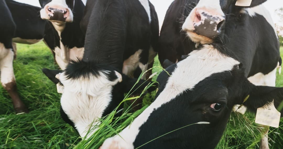 Farm Tours & Dairy Adventure at Pico Island