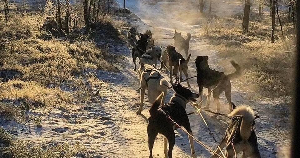 Dog Sledding Adventure with Hetta Huskies in Finland
