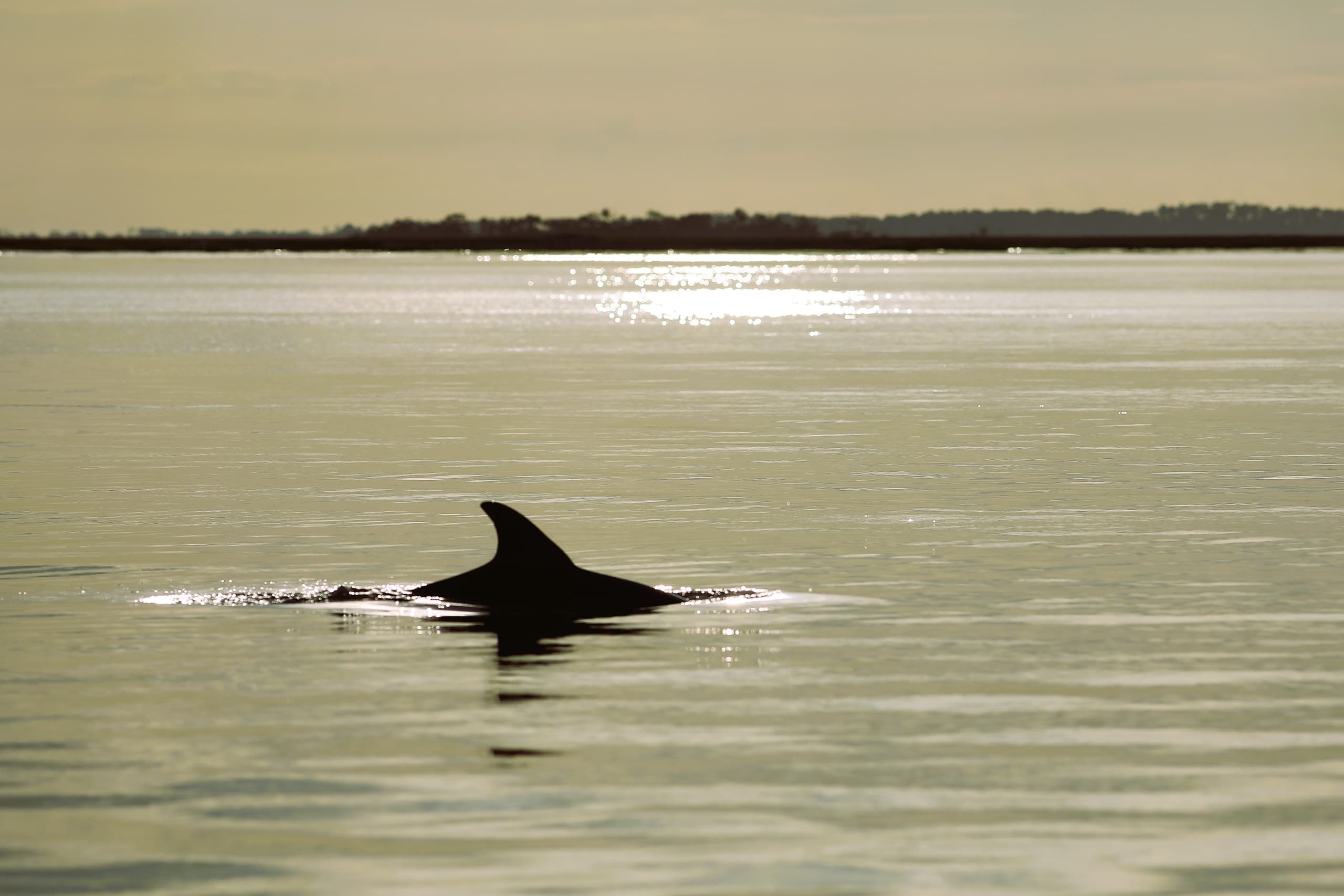 Savannah by Water: Private Indigo Island Charters from Thunderbolt photo 1