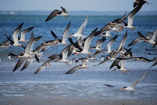 Shorebirds flocking over Gulf beach, dynamic birdwatching scene