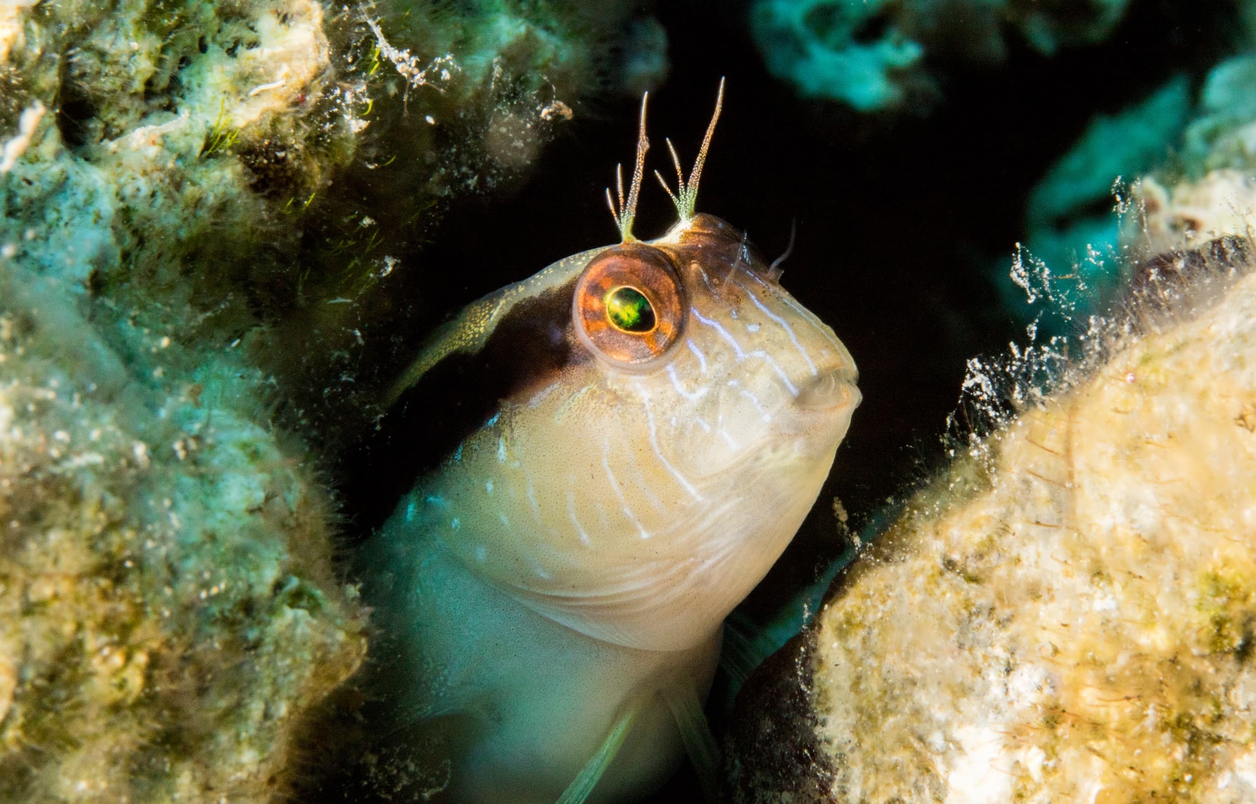 Dive with a Marine Biologist: AWARE Fish ID in Plakias, Crete