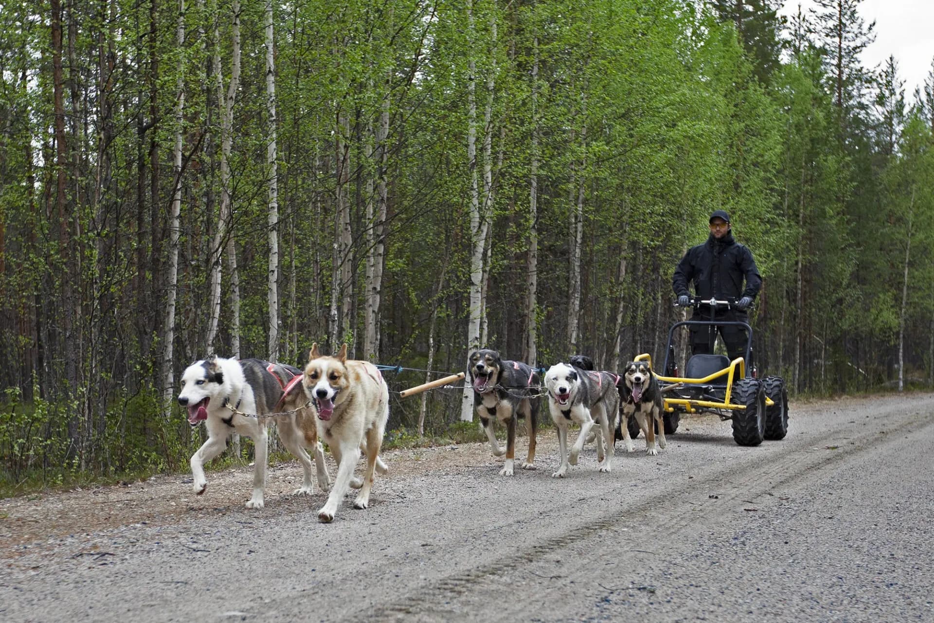 Autumn Dog Cart Tours with Wild Lapland in Sweden