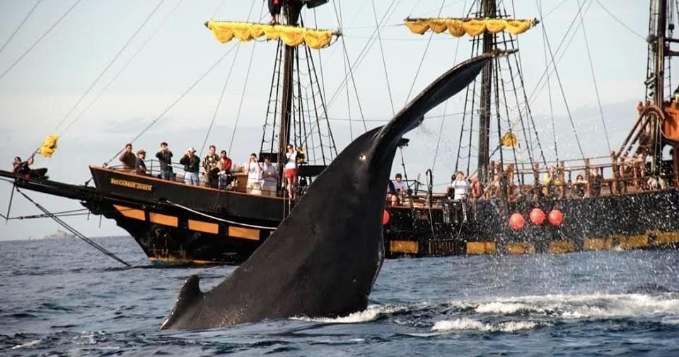Thar She Blows! Whale & Arch Tour in Cabo San Lucas