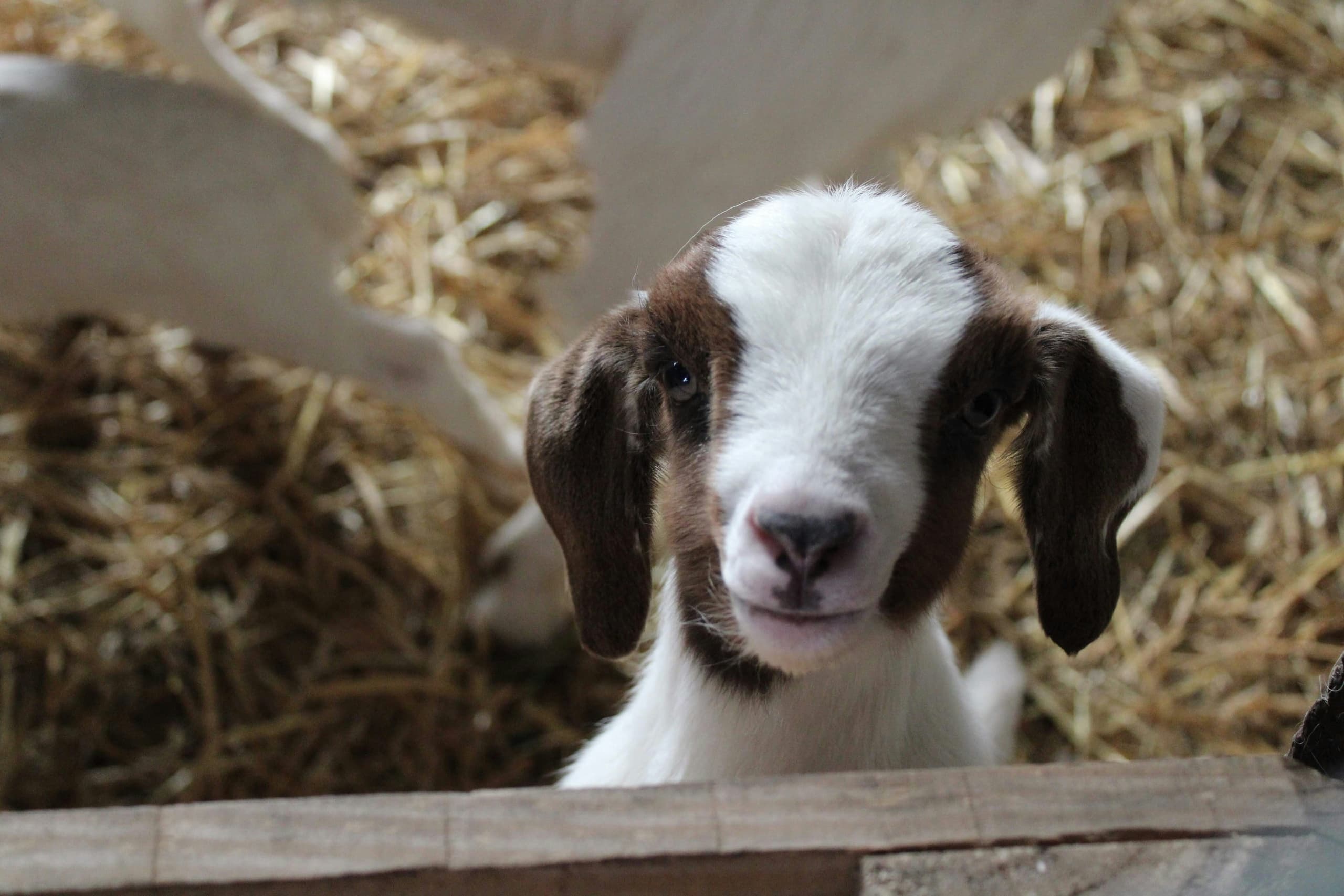 Baby goat peeking over barn stall in straw, farm animal close-up