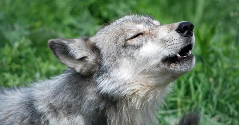 Wildlife & Nature Journeys at Wolf Hollow - North American Wolf Foundation