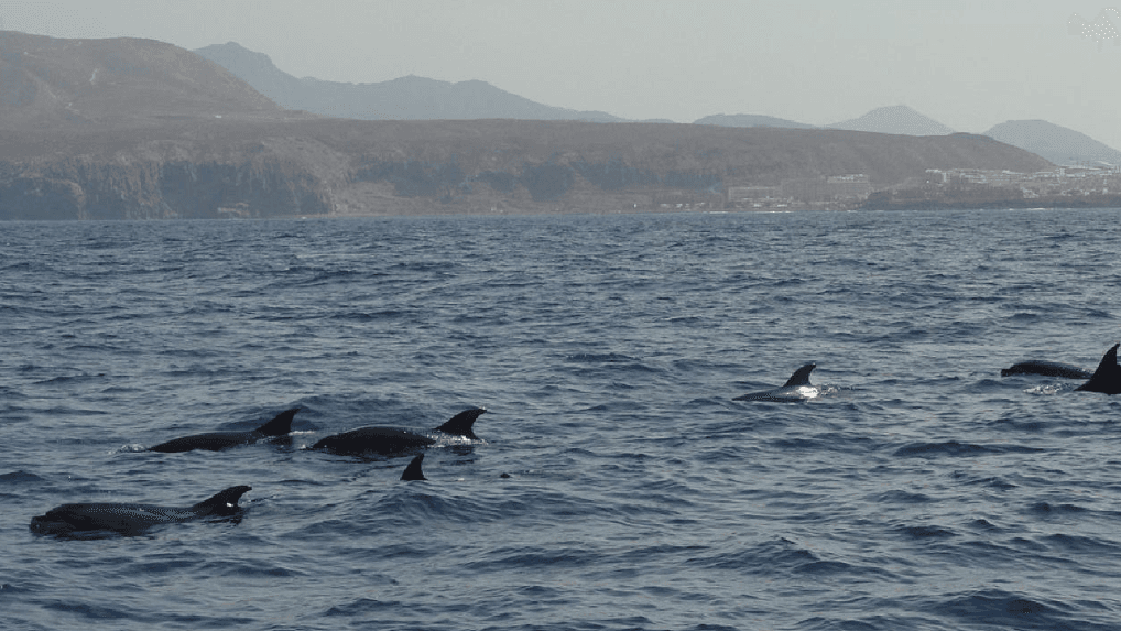 Pod of dolphins swimming in open ocean near coastal horizon