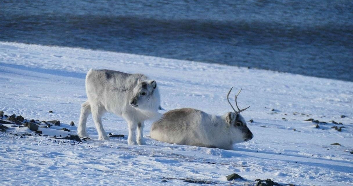 Arctic sightseeing & stroll in Longyearbyen, Svalbard