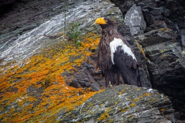 Chasing a Stellar’s Sea Eagle: Private Day Tour from St. John’s, Newfoundland photo 2