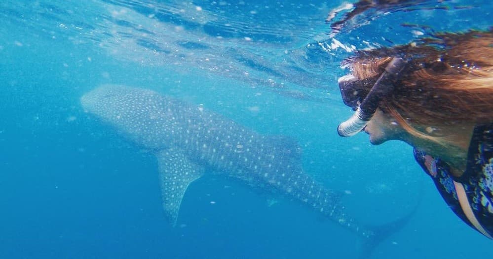 Snorkeler swimming beside whale shark in clear Baja waters