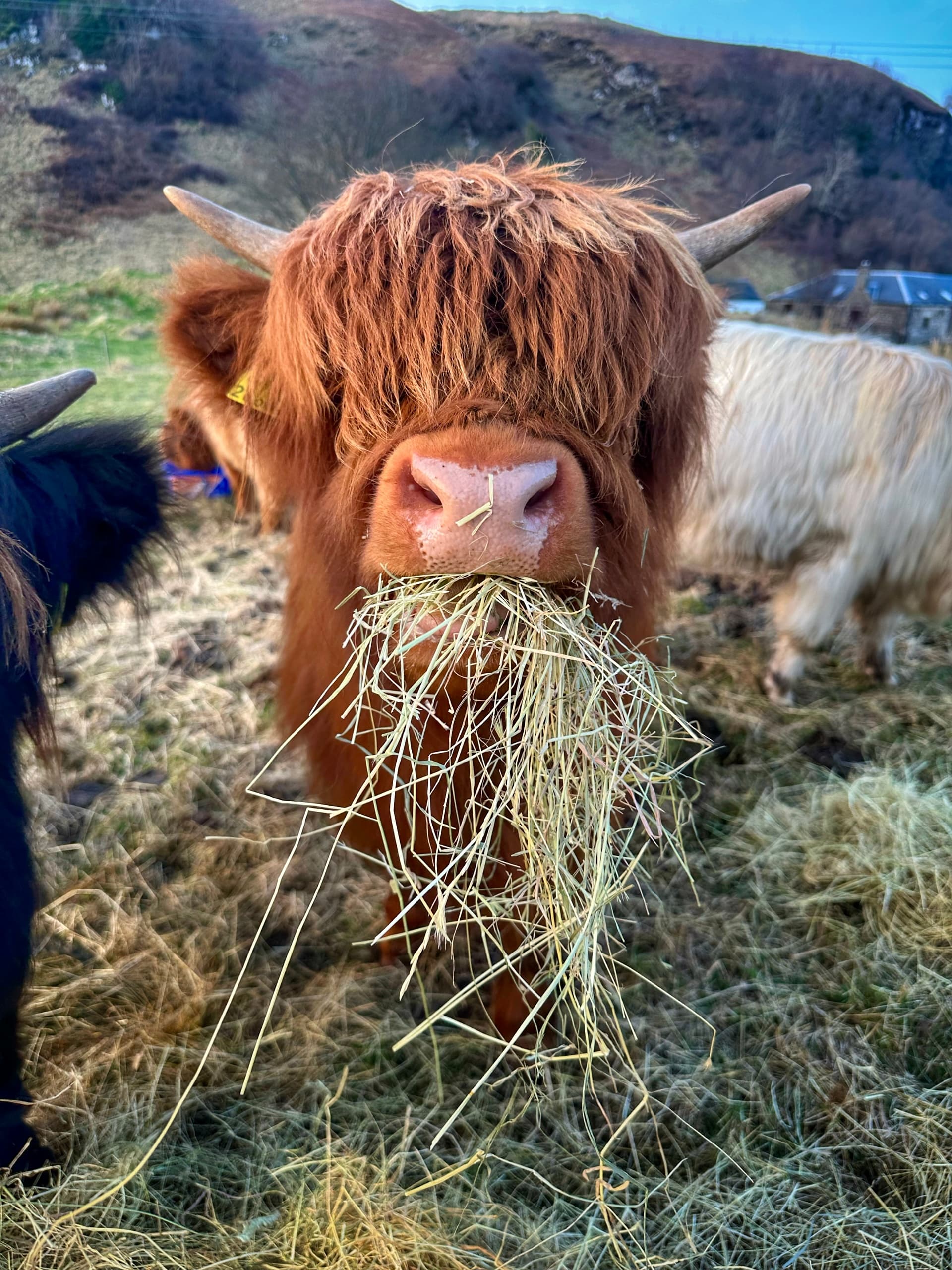 Highland Cows, Hill Walk and Farm Lunch with the Hebridean Baker near Oban photo 1